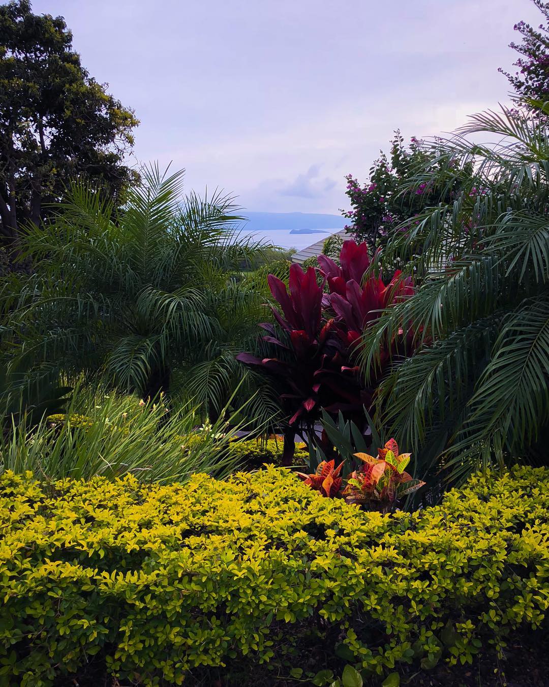 Vanessa Rallonza: Lush Maui's Verdant Haven of Vibrant Flora
