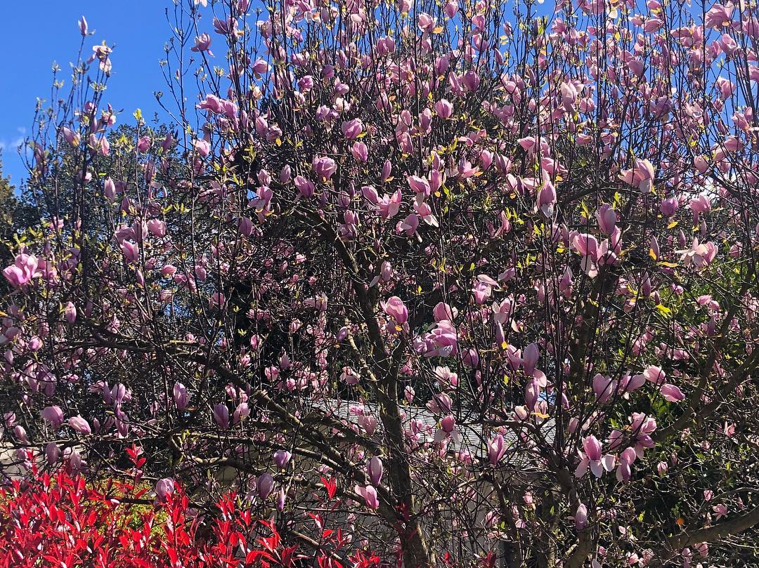 Vanessa Rallonza's Vibrant Pink-Bloomed Tree Foreground