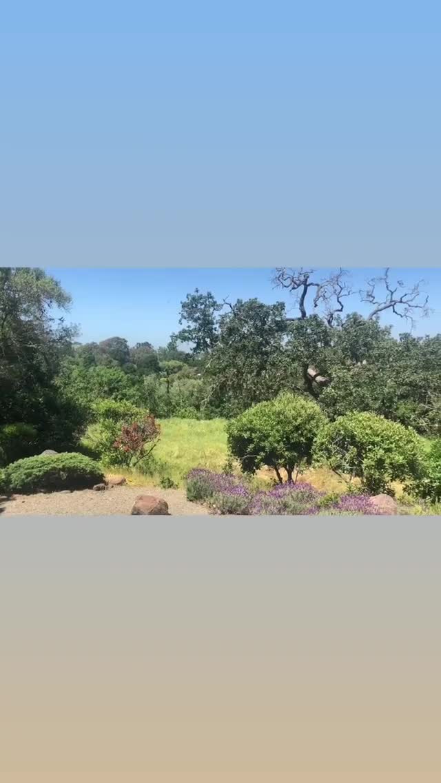 Vanessa Rallonza Serene Nature Experience (Video)