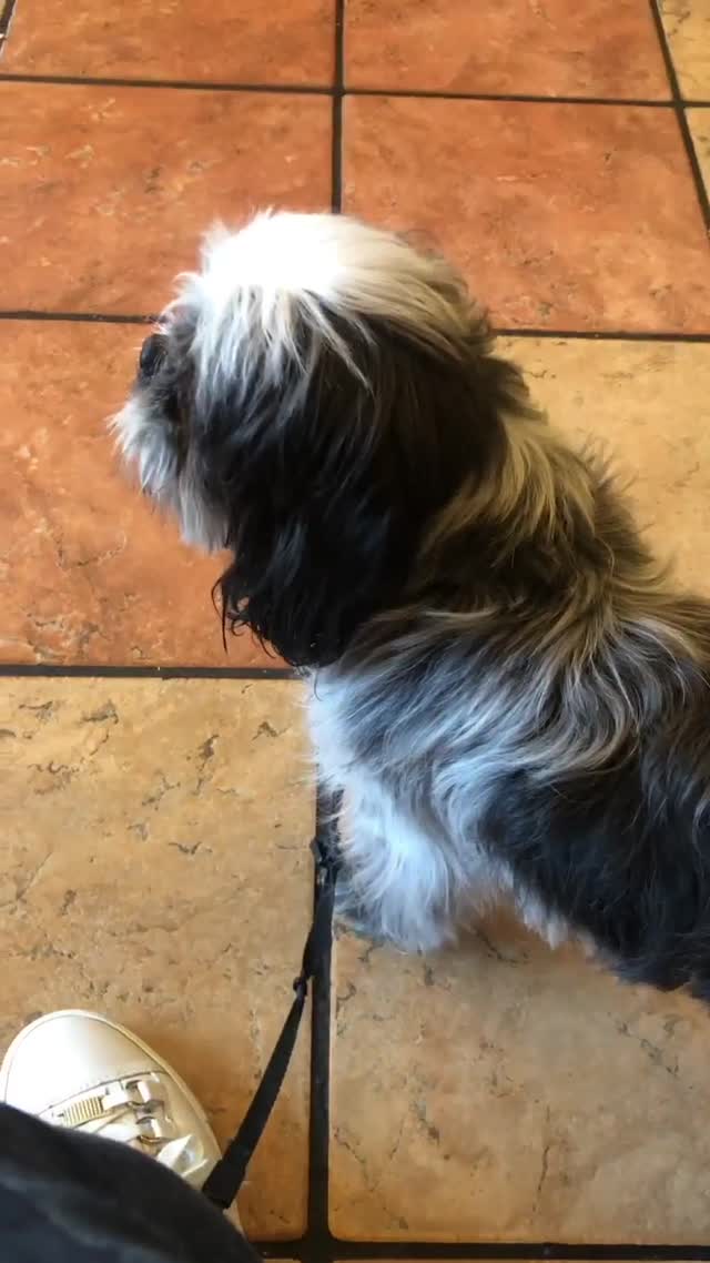 Vanessa Rallonza's Heartwarming Dog Adventure (Video)