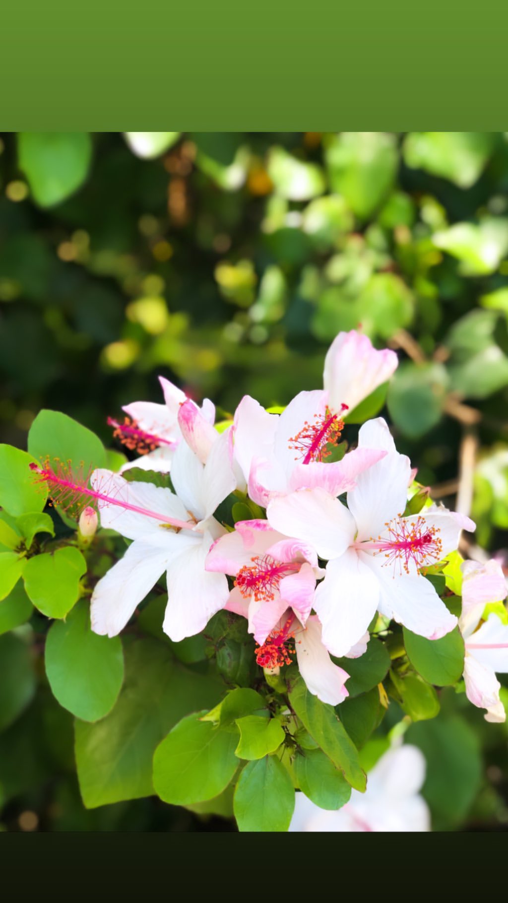 Vanessa Rallonza: Breathtaking White-Pink Blossoms in Lush Green Backdrop