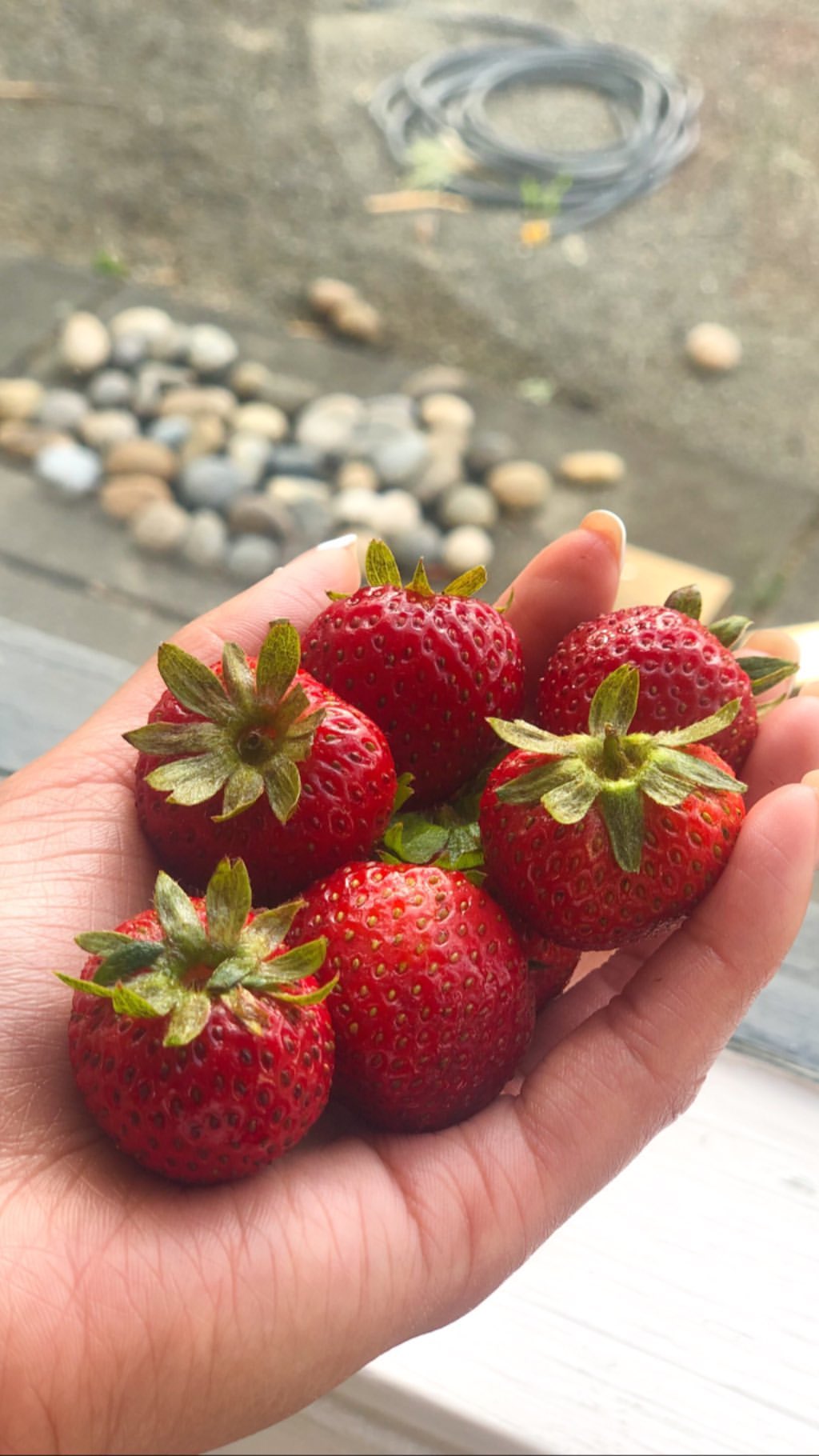 Vanessa Rallonza: Radiant Woman Crading Sun-Kissed Strawberries