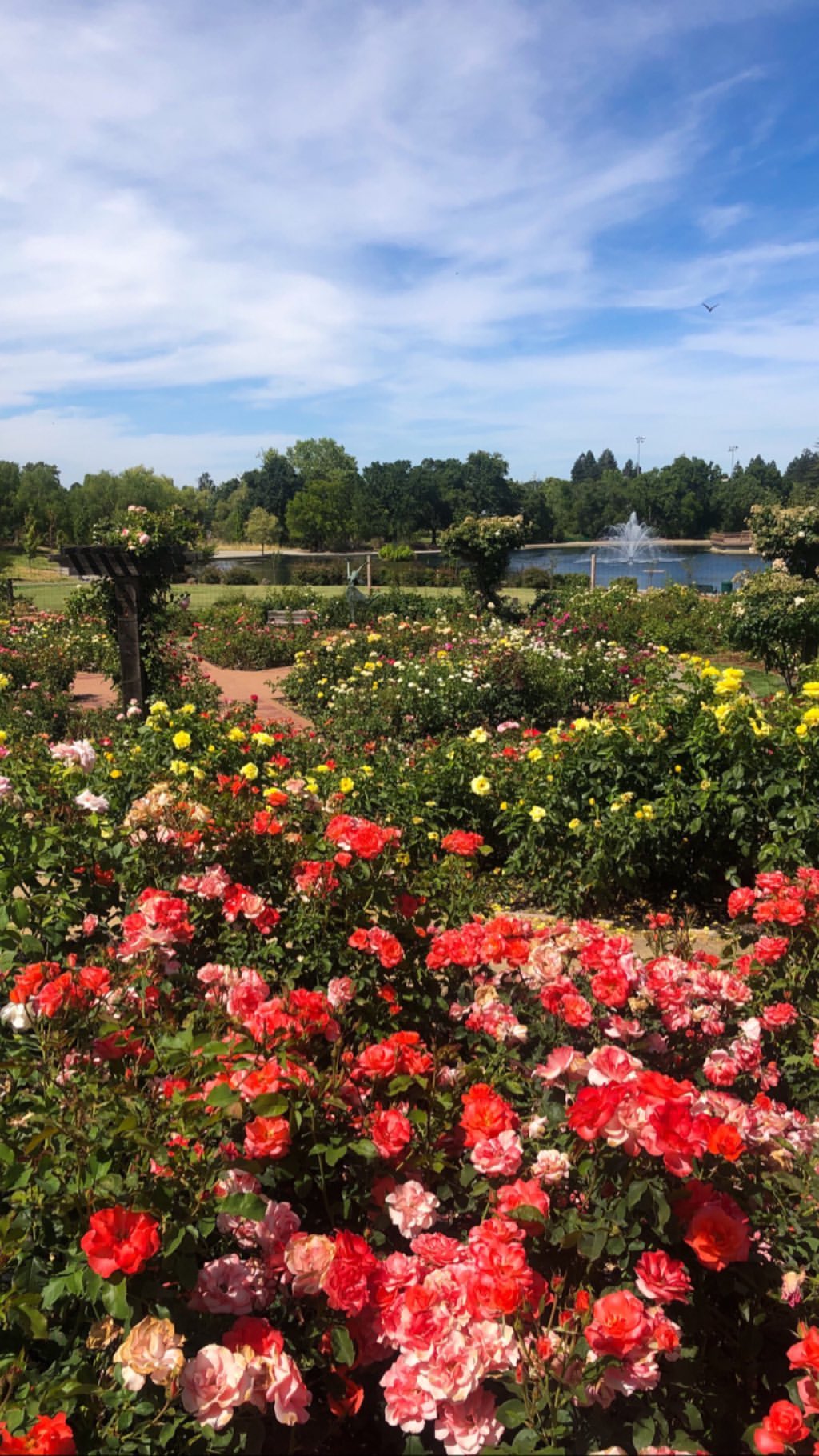 Vanessa Rallonza: Vibrant Flower Garden Abundance - Colourful Nature's Symphony