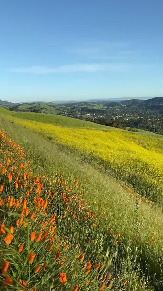 Vanessa Rallonza Enchanted in Vibrant Poppy Fields (Video)