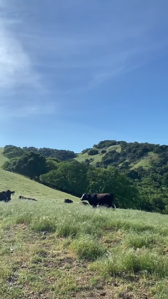 Vanessa Rallonza's Tranquil Pastoral Escape (Video)