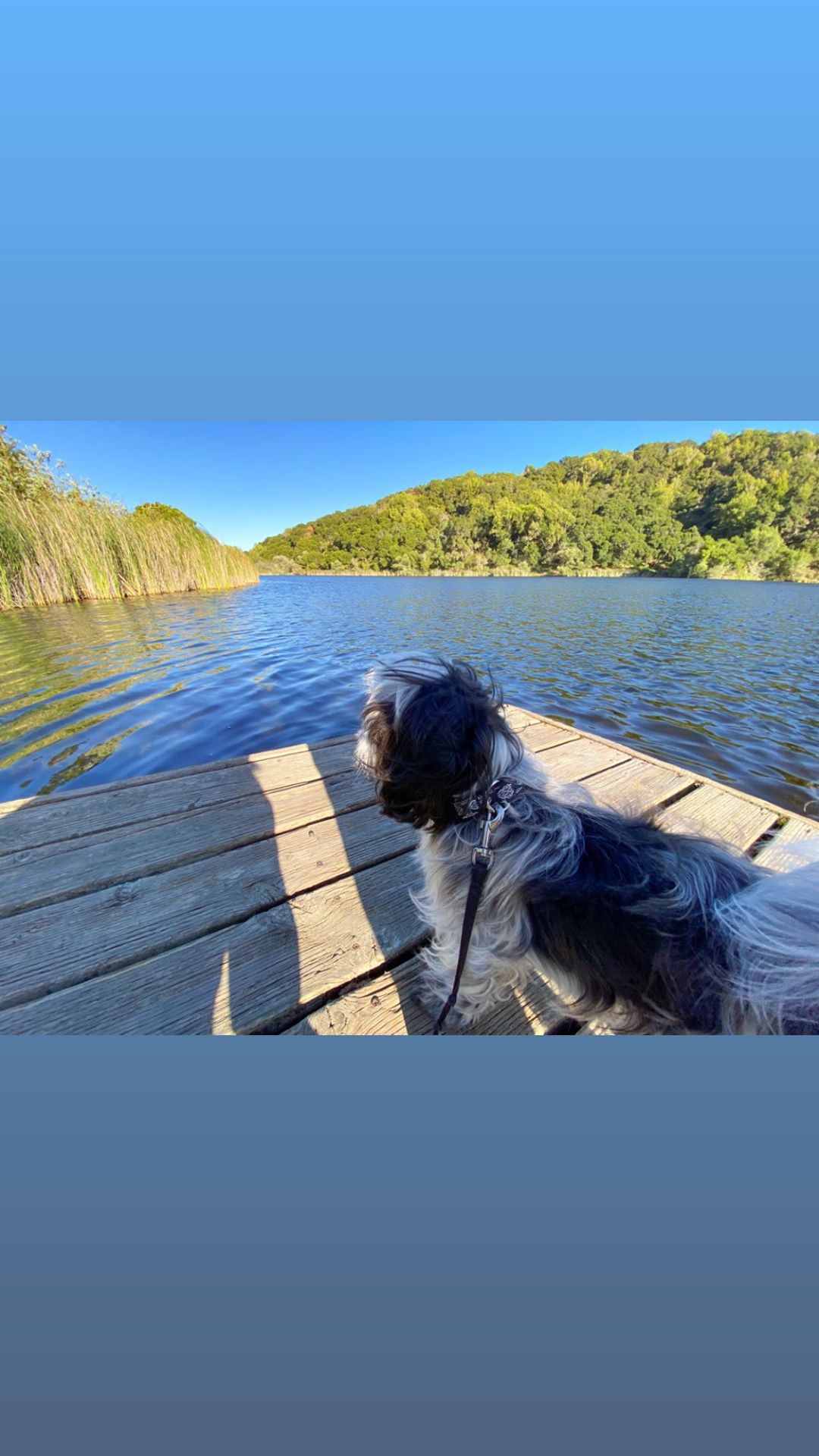 Vanessa Rallonza: Playful Dog on Wooden Dock Overlooking Tranquil Waters