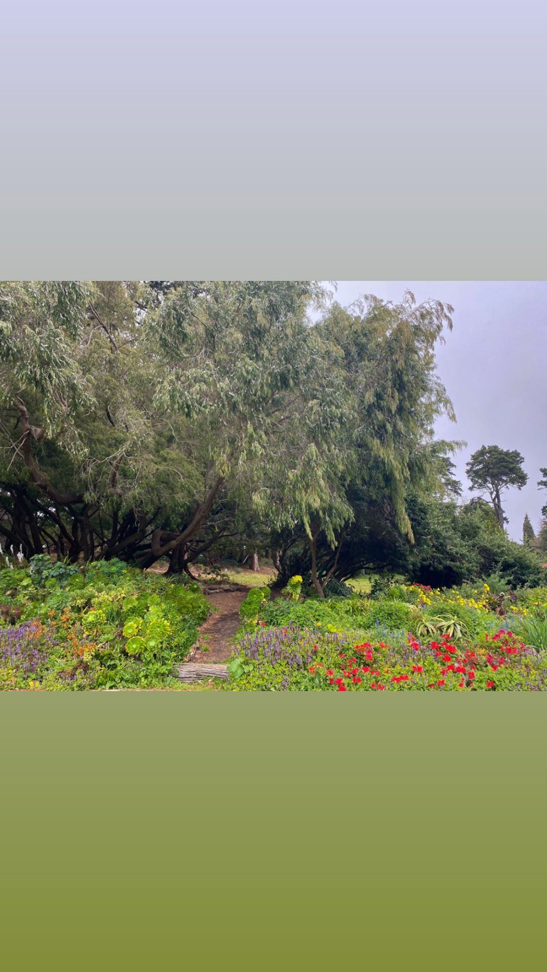 Vanessa Rallonza: Centennial Oak in Lush Garden Haven Photography Composition