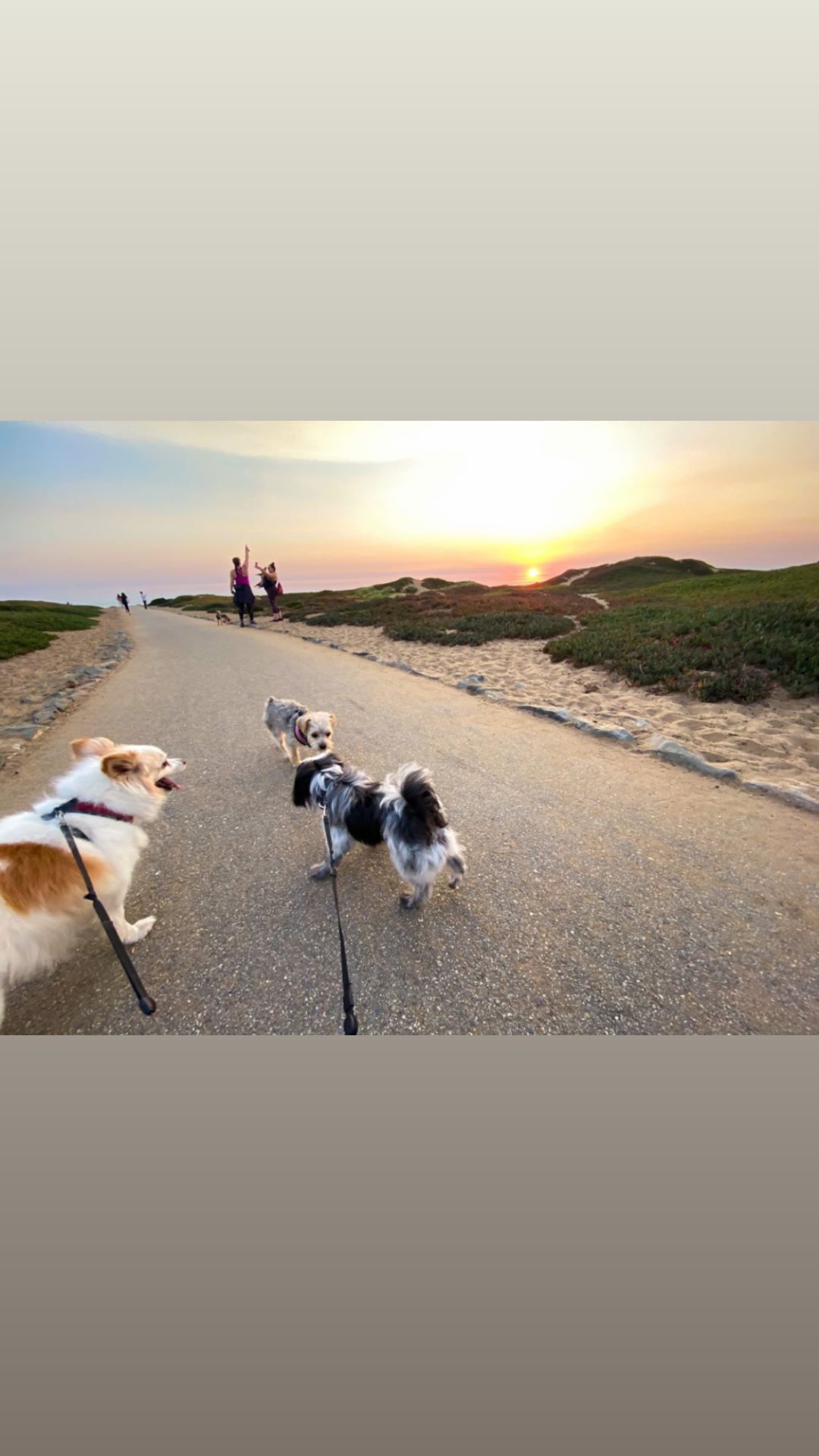 Vanessa Rallonza's Twilight Stroll: Playful Canines and Sunset