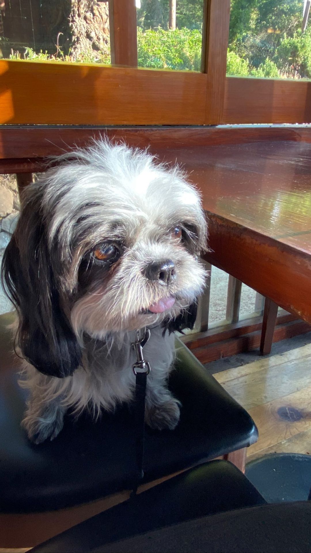 Vanessa Rallonza: Playful Pooch in Antique Armchair