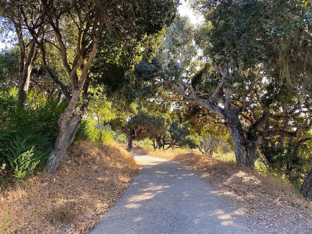 Vanessa Rallonza: Tranquil Forest Amble Through Verdure
