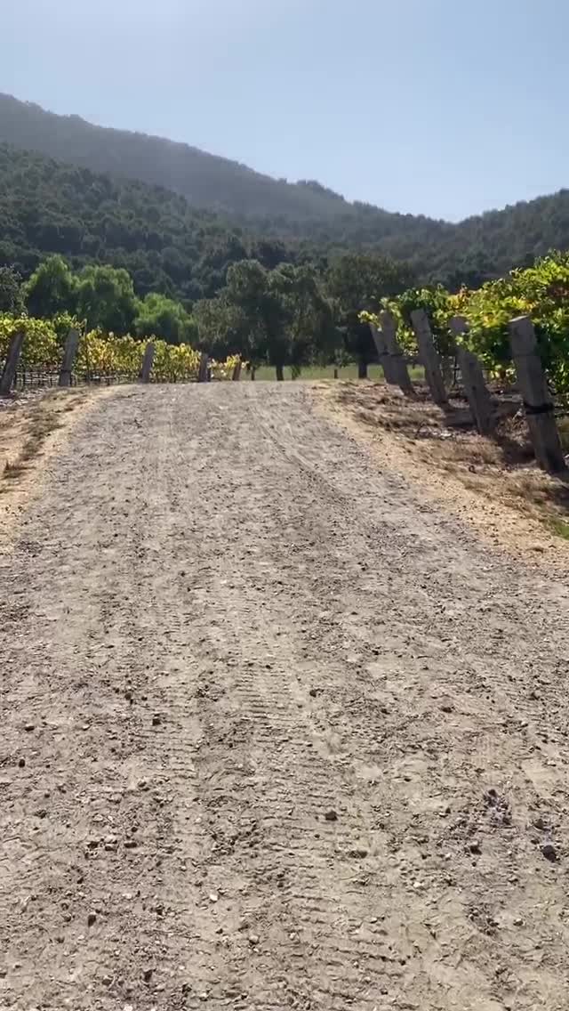 Vanessa Rallonza Enchanting Vineyard Stroll (Video)